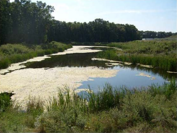 A small body of water surrounded by green grass and trees.