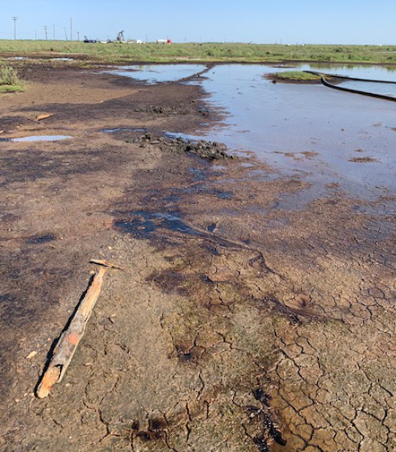 An oiled marsh area.