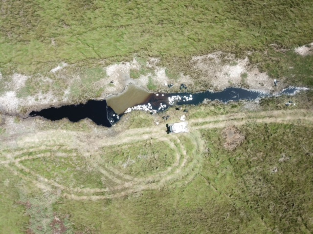 An oiled marsh area.