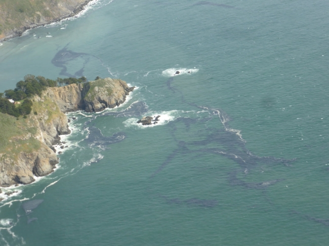 Aerial image of dark-colored masses of jellyfish-like creatures floating offshore along a rocky California coastline.