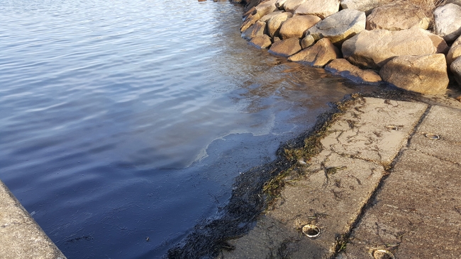 Oiled grass at water's edge.
