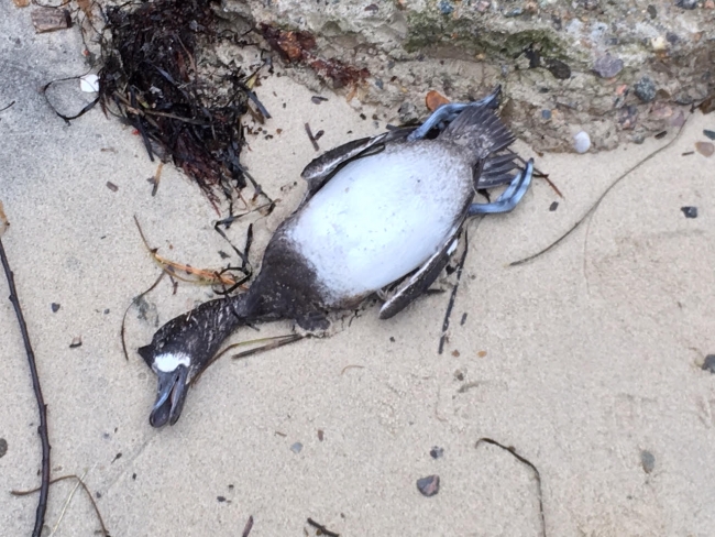 Dead oiled bird on sand.