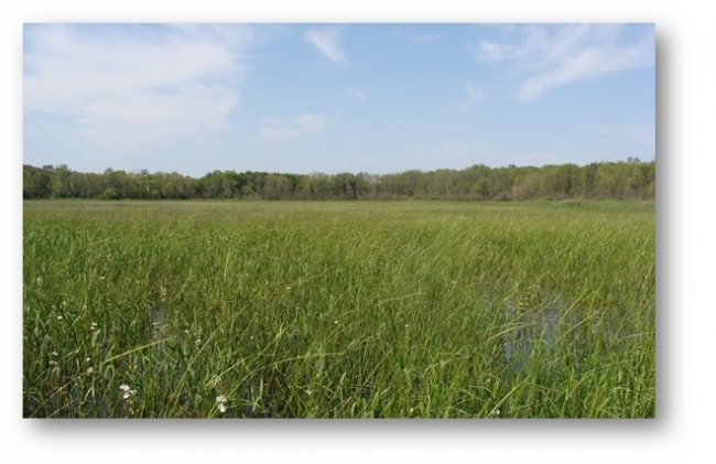 A field of wild rice plants. 