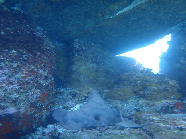 Coral reef under a grounded vessel.