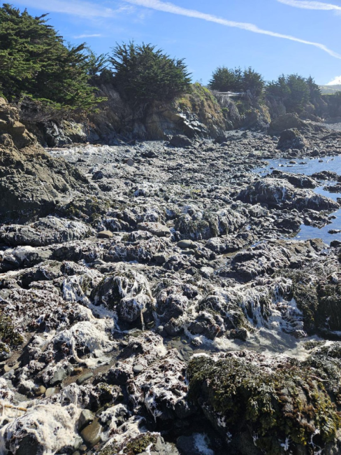 Raw cotton from lost shipping containers coats portions of the central California coastline.