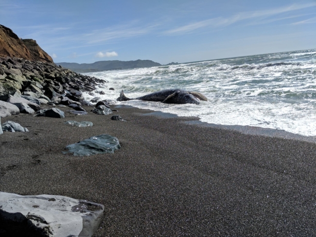 A whale carcass on a beach. 
