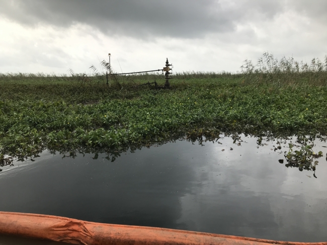 Pollution boom in an area of water hyacinth. 