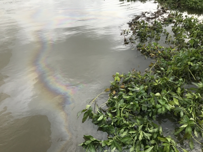An oil sheen near a patch of water hyacinth. 