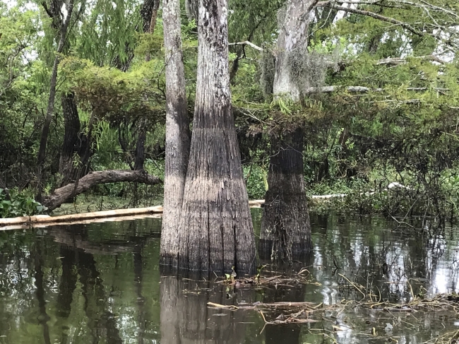 A tree in water with a visible line of oil on the tree above the water line.
