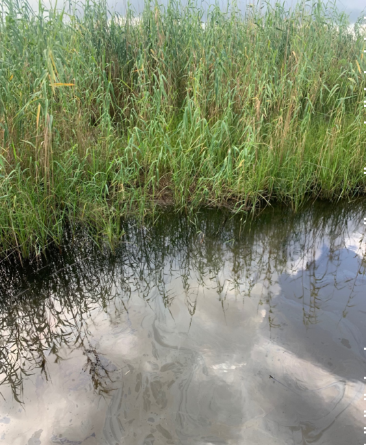 An oil sheen in water.