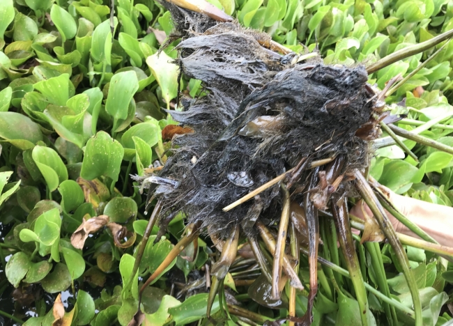 Oiled water hyacinth. 