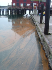 An algae bloom. 