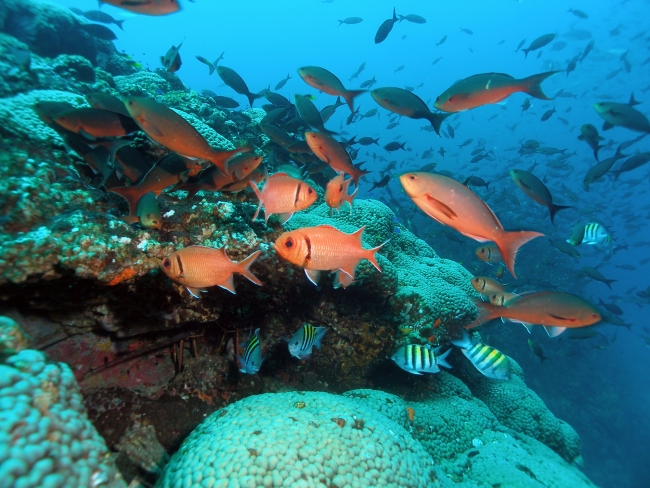 A colorful variety of fish swimming near coral. 