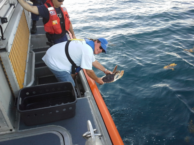 A person holding a sea turtle above water on a boat.
