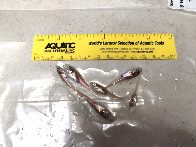 Juvenile Arctic cod next to a yellow ruler. 