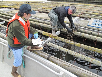 Two people pulling up mussels from a raft like structure. 
