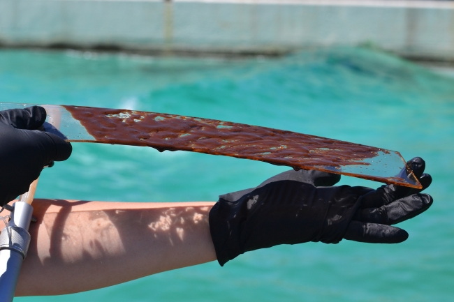 A close up of a person holding a "dip plate" covered in oil.