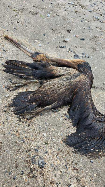 Dead, oiled pelican at the mystery sheen and oiled shoreline incident at Bay Long, Louisiana.