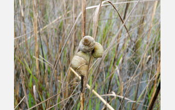 A snail on a blade of tall grass. 