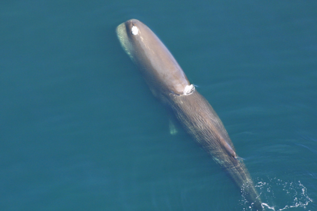 Sperm whale. 