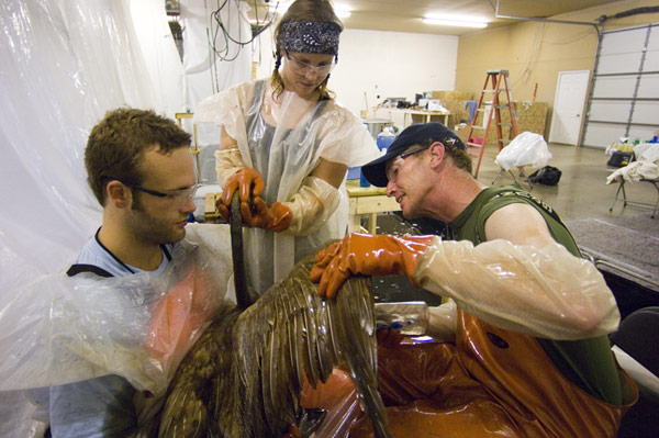 Three people cleaning a bird. 