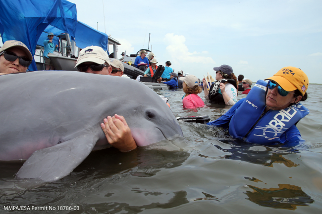 A group of people around a dolphin in water.