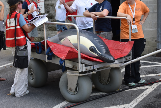 A blow-up dolphin on a stretcher. 