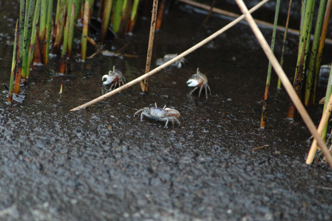 Crabs.