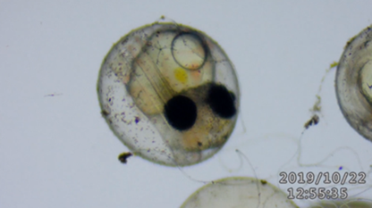 Topsmelt larvae after oil exposure.