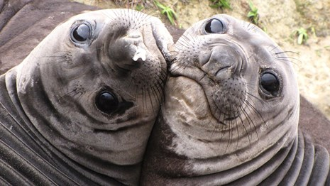 Two seals.