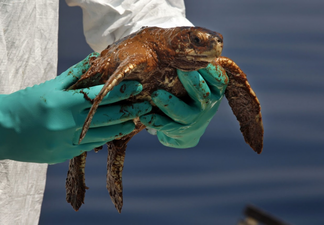 A sea turtle covered in oil. 