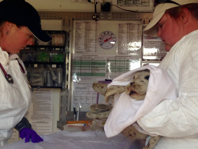 People in lab coats holding a seal pup.