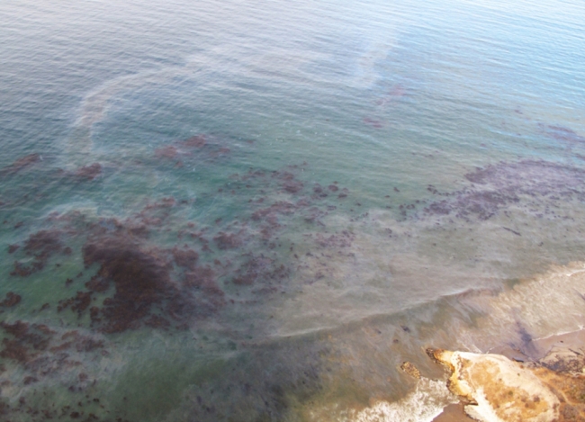 Oil floating in water near a beach. 
