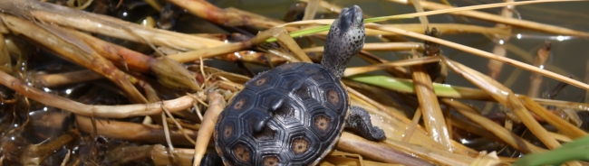 A terrapin turtle.