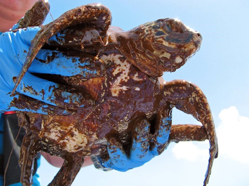 An oiled sea turtle being held by someone. 