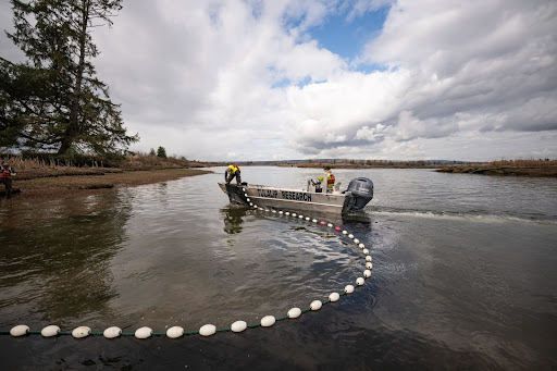 Researchers in safety vests work on a small boat labeled 'Tulalip Research,' deploying a seine net with white and red floats in a calm, shallow waterway surrounded by marshy vegetation and trees, under a partly cloudy sky.