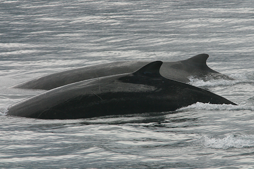 Two marine mammals at the water's surface. 