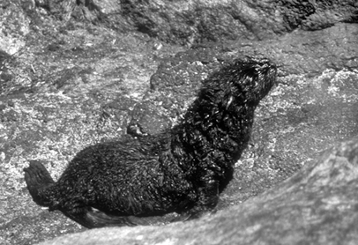 An oiled seal pup.