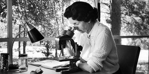 A person at a desk looking through a microscope.