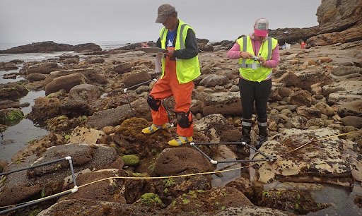Two people surveying an oiled rocky beach shoreline. 