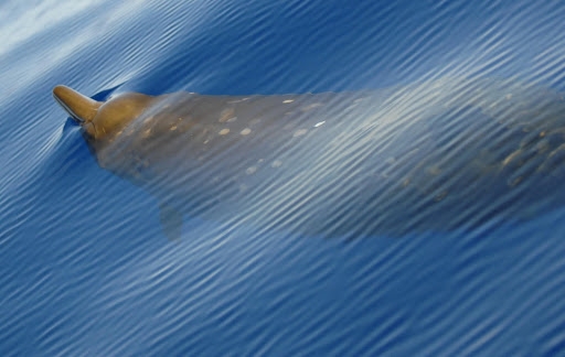 A whale breaching the surface. 
