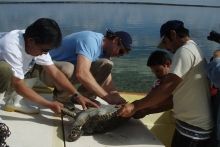 A group of people on a boat holding a sea turtle.