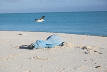 A beach toy left on the beach. 