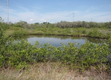 A view of water surrounded by green plantlife. 
