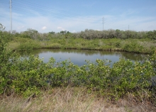 A pond surrounded by greenery. 