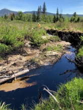 Oil in water in a marsh.