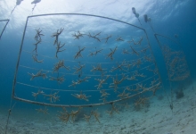 A coral nursery attached to the ocean floor.