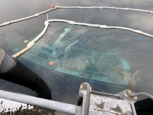 A sunken vessel with observed sheen in the surrounding water in a small boat harbor in Adak, Alaska.