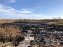 An oiled marsh.