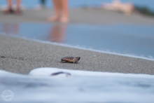 A baby sea turtle crawling on a beach toward water. 